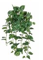 Scindapsus hanger 85 cm groen
